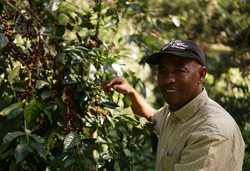 Flavour of The Month: Tesfaye by PPP Coffee